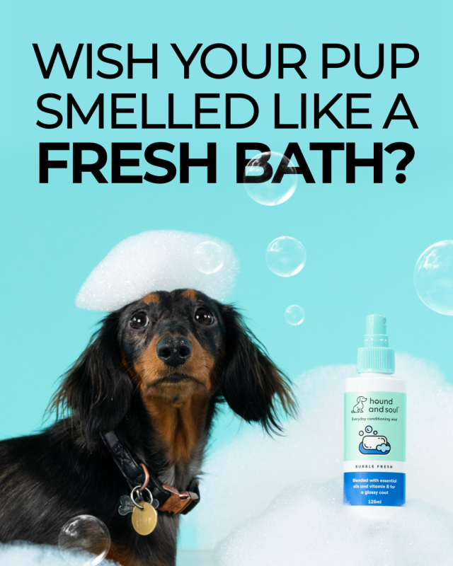 Your Pup Smell Like Fresh Bath